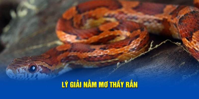 Lý giải nằm mơ thấy rắn